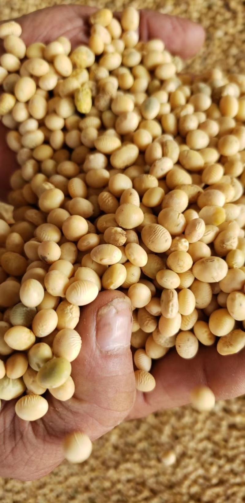 湖北黄豆冀豆中黄系列大量上市蛋白高水份低