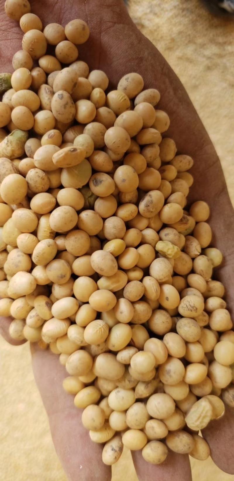 湖北黄豆冀豆中黄系列大量上市蛋白高水份低