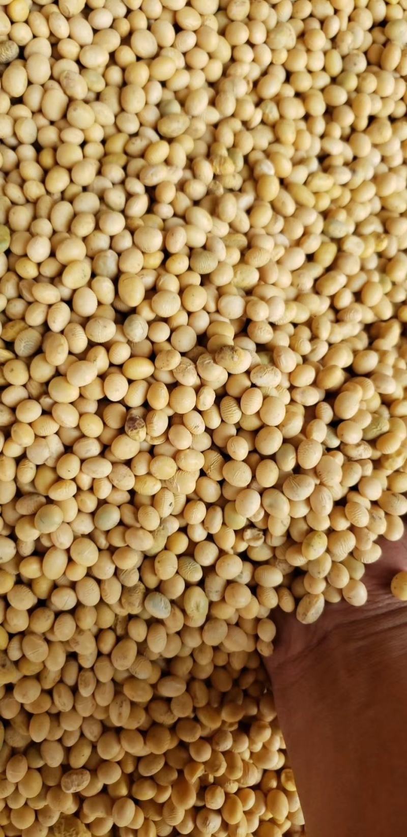 湖北黄豆冀豆中黄系列大量上市蛋白高水份低