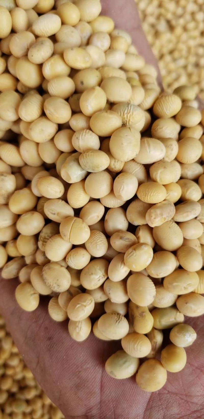 湖北黄豆冀豆中黄系列大量上市蛋白高水份低
