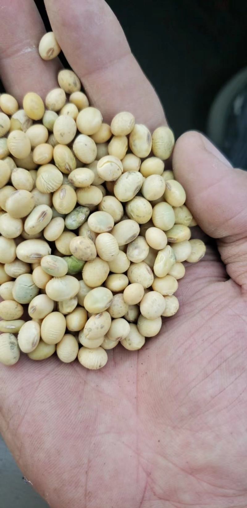 湖北黄豆冀豆中黄系列大量上市蛋白高水份低