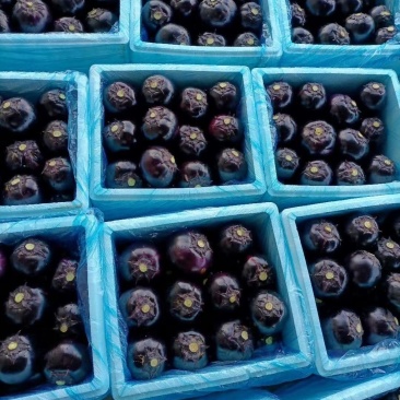 精品秋圆茄子大量上市