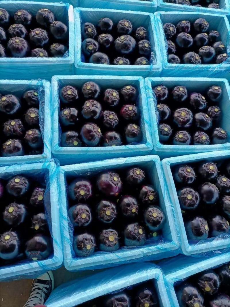 精品秋圆茄子大量上市