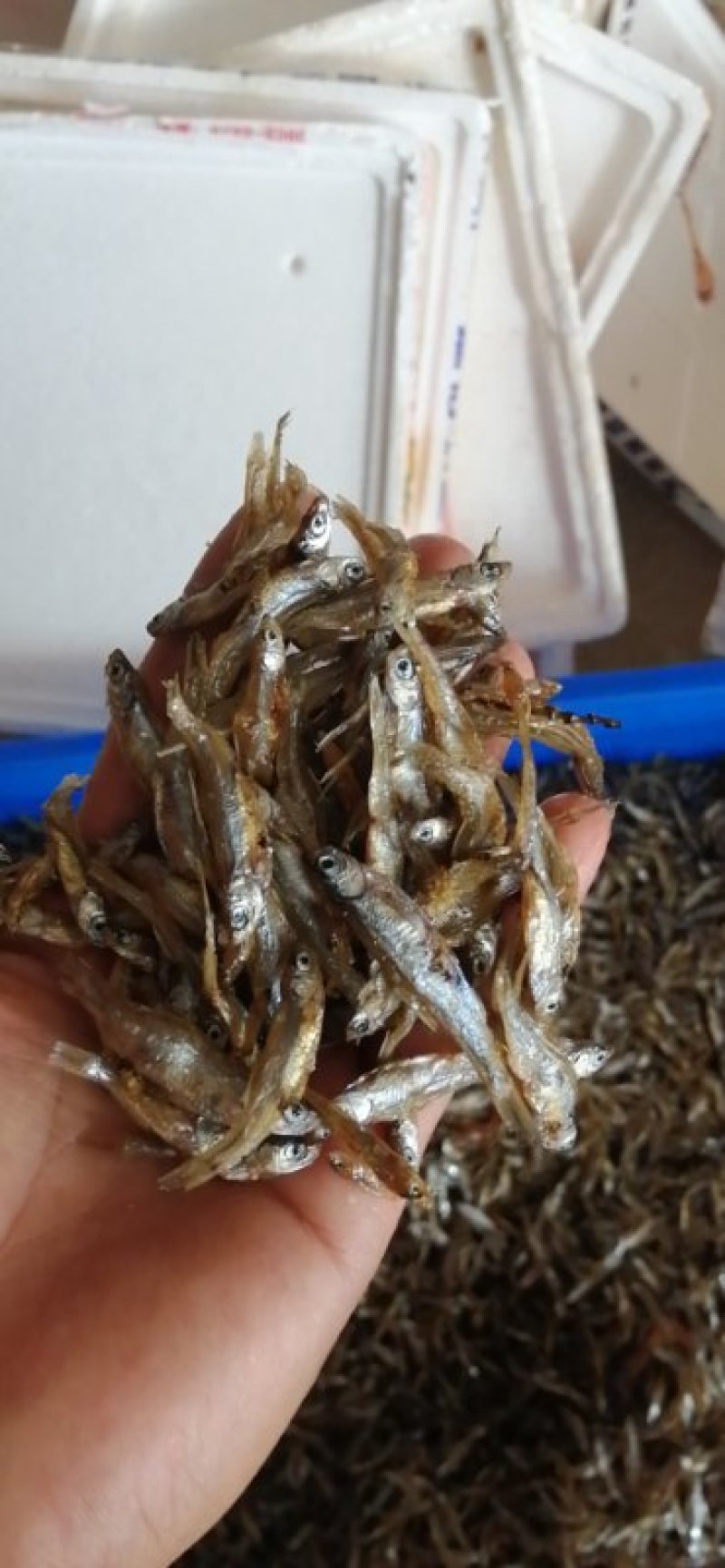 油炸河鱼白肖叼子翘嘴
