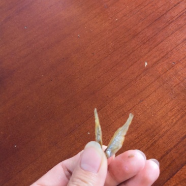 油炸河鱼白肖叼子翘嘴