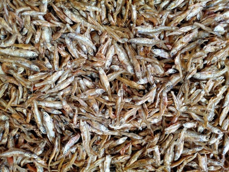 油炸河鱼白肖叼子翘嘴