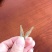 油炸河鱼白肖叼子翘嘴