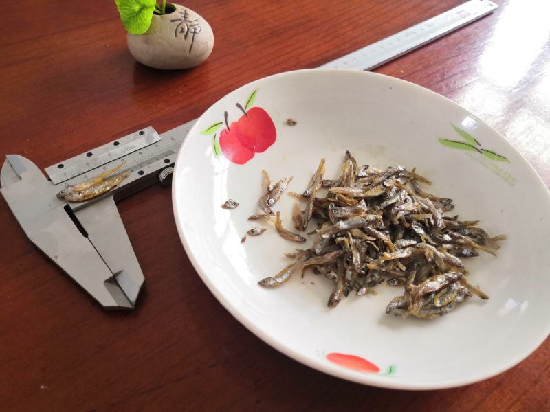 油炸河鱼白肖叼子翘嘴