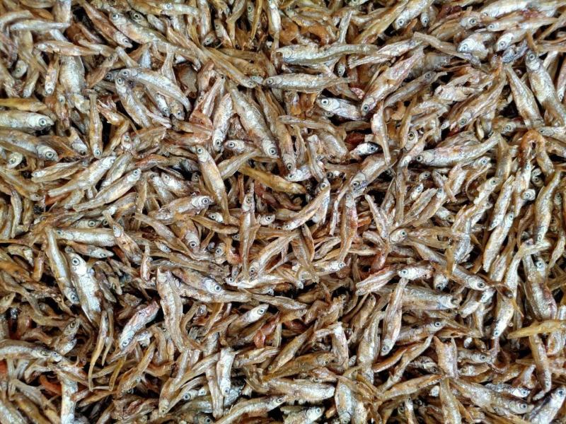 油炸河鱼白肖叼子翘嘴