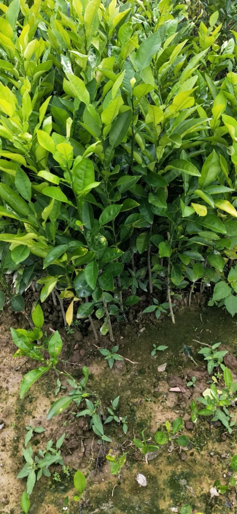 苗木种苗酸柚苗，柚子苗