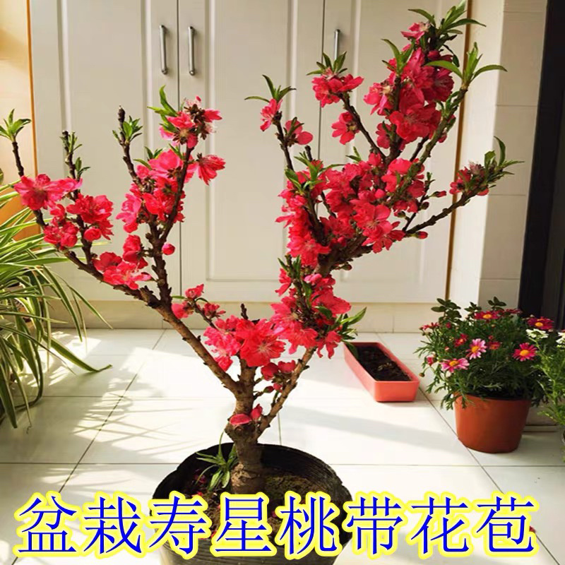 矮化盆景寿桃苗嫁接寿桃苗带土发货保证成活率