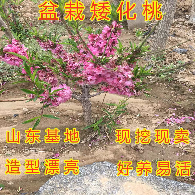 矮化盆景寿桃苗嫁接寿桃苗带土发货保证成活率