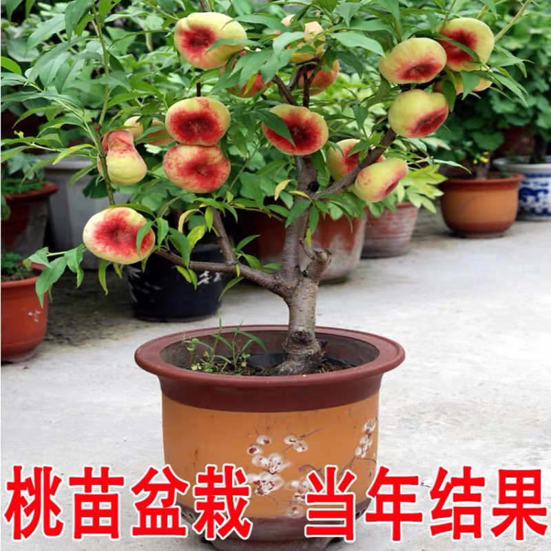 矮化盆景寿桃苗嫁接寿桃苗带土发货保证成活率