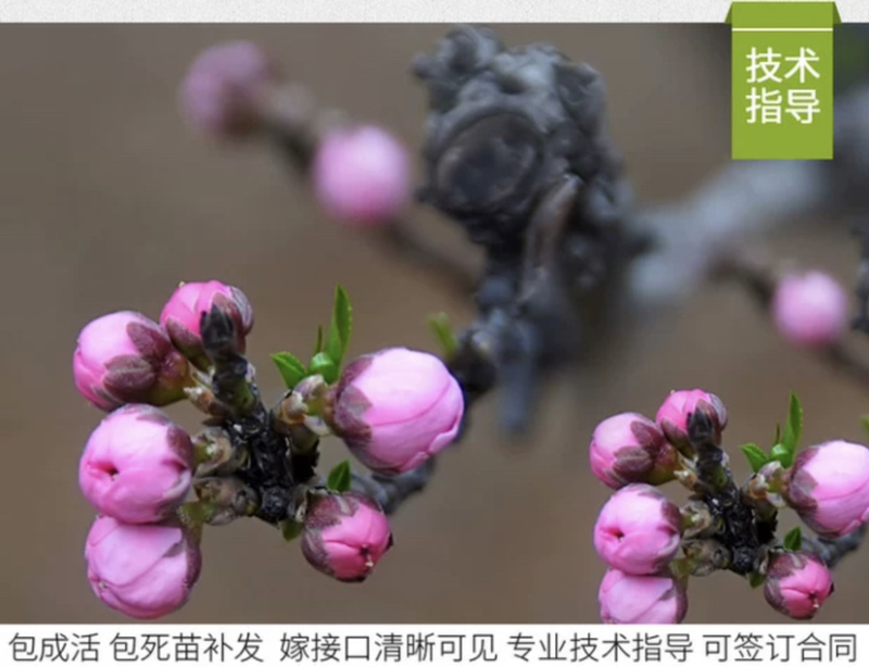 矮化盆景寿桃苗嫁接寿桃苗带土发货保证成活率