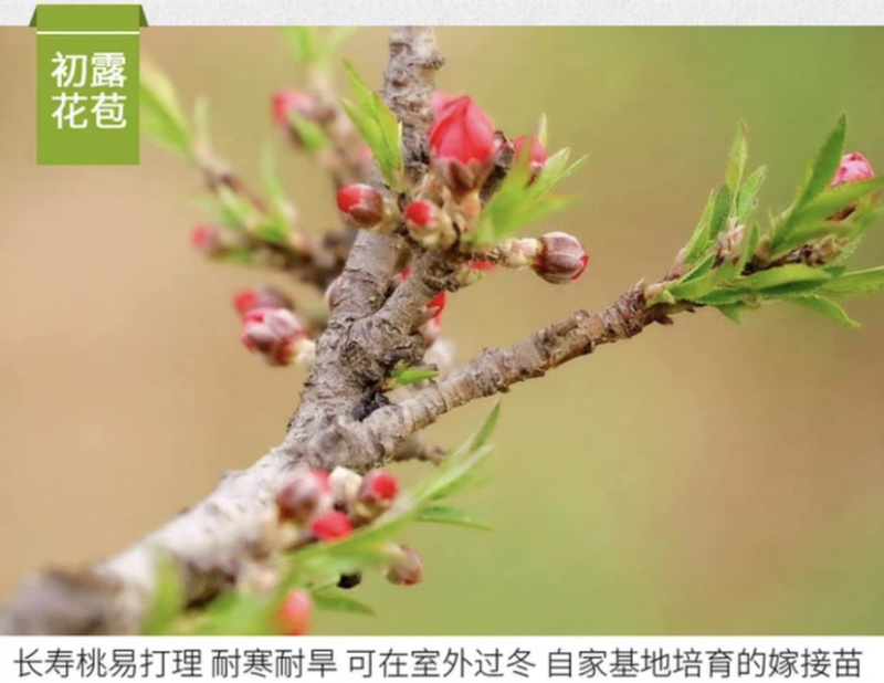 矮化盆景寿桃苗嫁接寿桃苗带土发货保证成活率