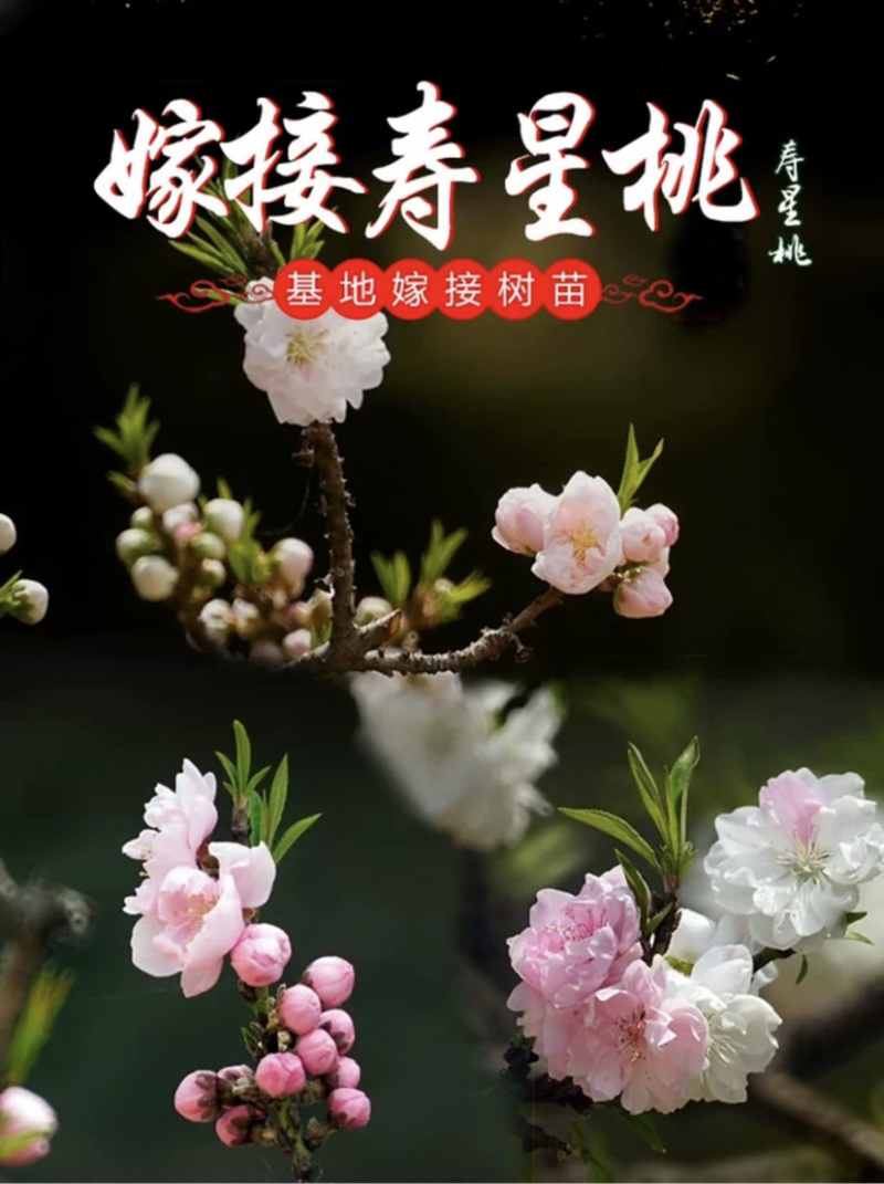 矮化盆景寿桃苗嫁接寿桃苗带土发货保证成活率