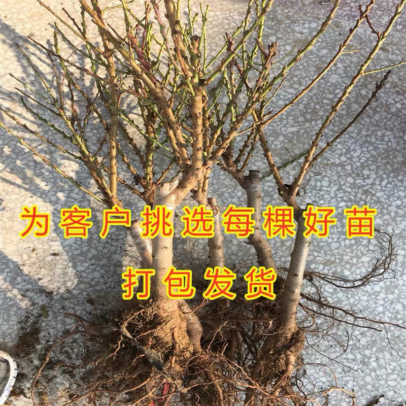 矮化盆景寿桃苗嫁接寿桃苗带土发货保证成活率