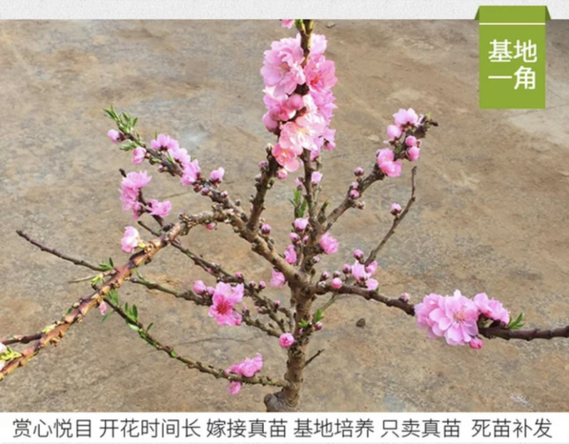 矮化盆景寿桃苗嫁接寿桃苗带土发货保证成活率