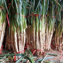 蔬菜章丘大葱