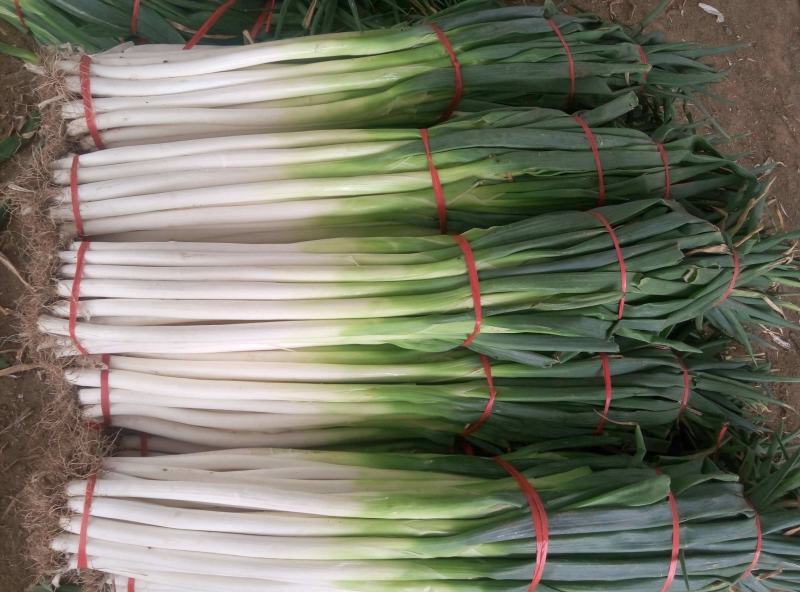 蔬菜章丘大葱
