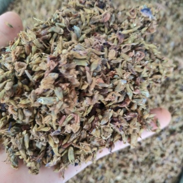 葛花～～新货～量大优惠～1公斤起售～欢迎咨询采购