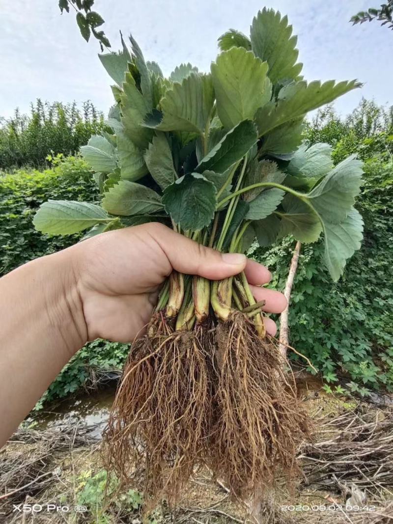 脱毒红颜草莓苗，章姬妙香法兰地宁玉品种保证顺丰航空包邮