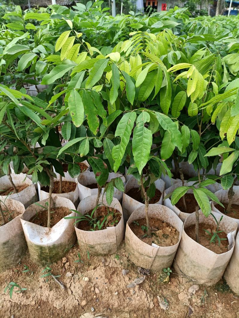 龙眼苗嫁接苗种植苗木场