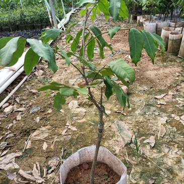 龙眼苗嫁接苗种植苗木场