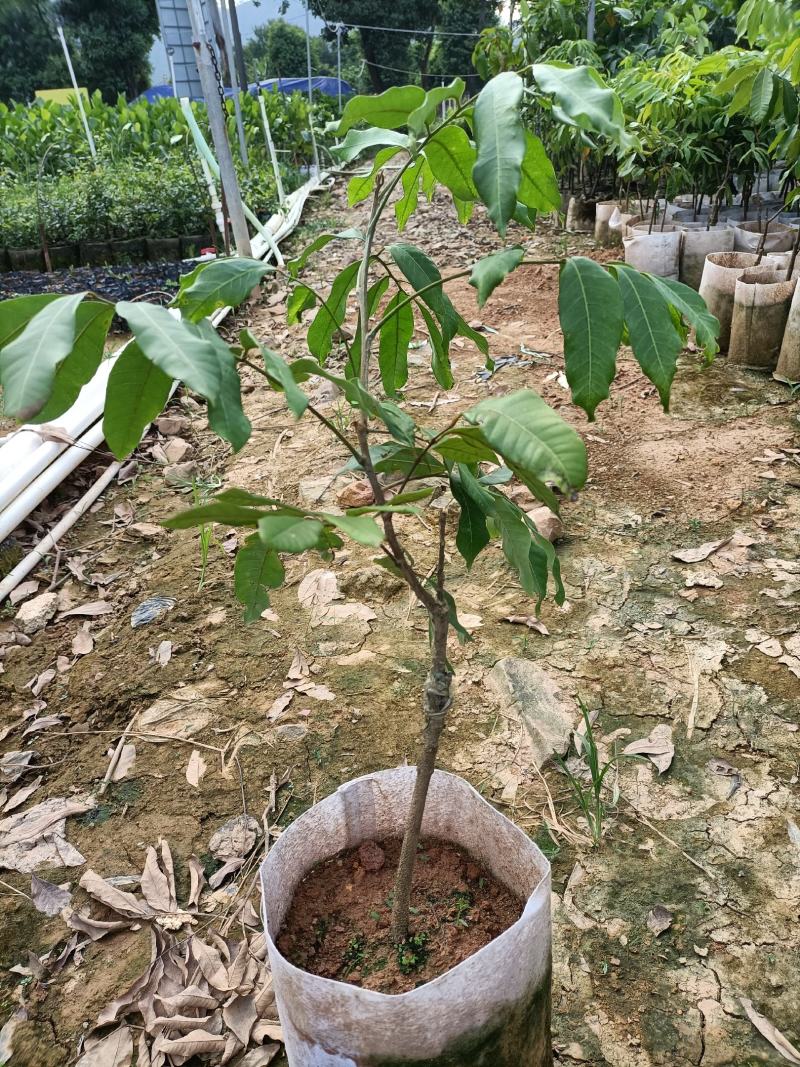 龙眼苗嫁接苗种植苗木场