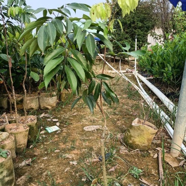 荔枝苗嫁接苗种植苗木场