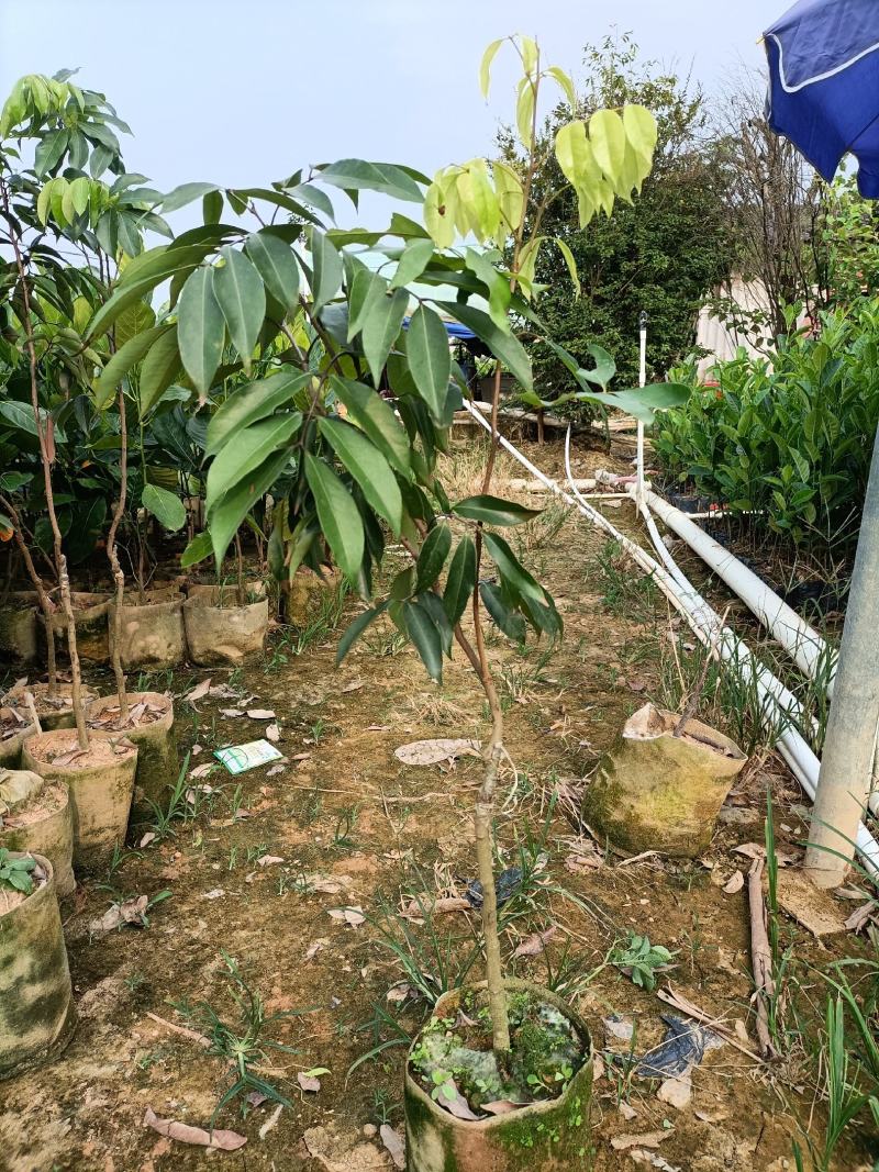 荔枝苗嫁接苗种植苗木场