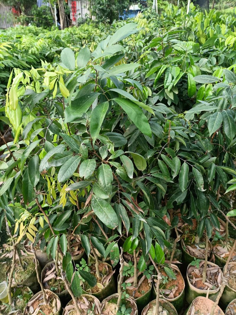 荔枝苗嫁接苗种植苗木场