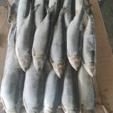 北美青鱼去内脏青鱼，油炸青鱼原料