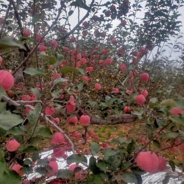 陕西延安：长期供应宜川套袋红富士苹果大量上市
