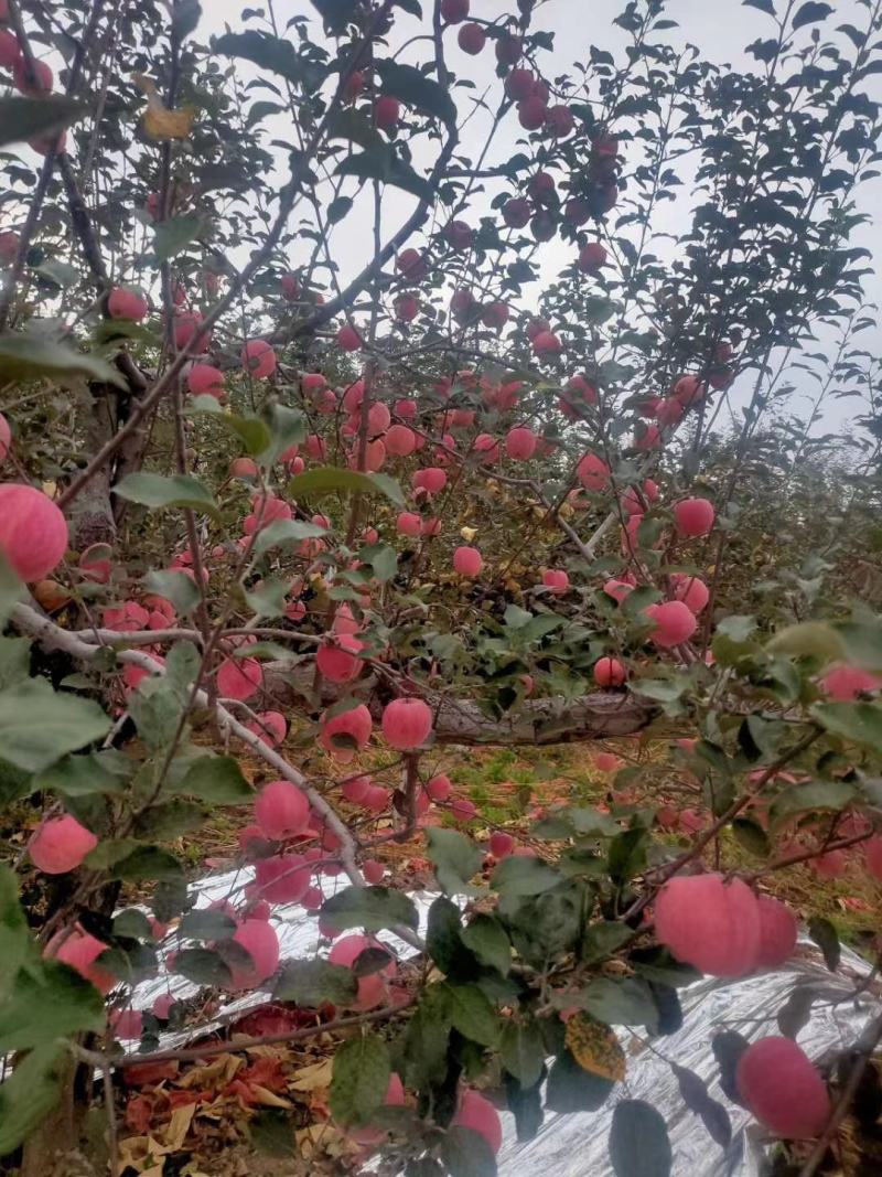 陕西延安：长期供应宜川套袋红富士苹果大量上市