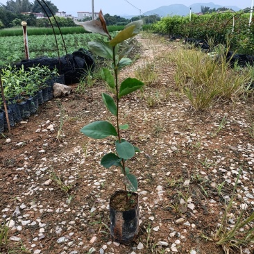 油茶籽树苗小袋种植苗木场