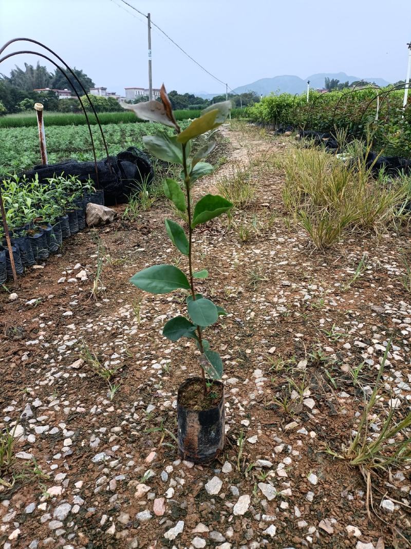 油茶籽树苗小袋种植苗木场