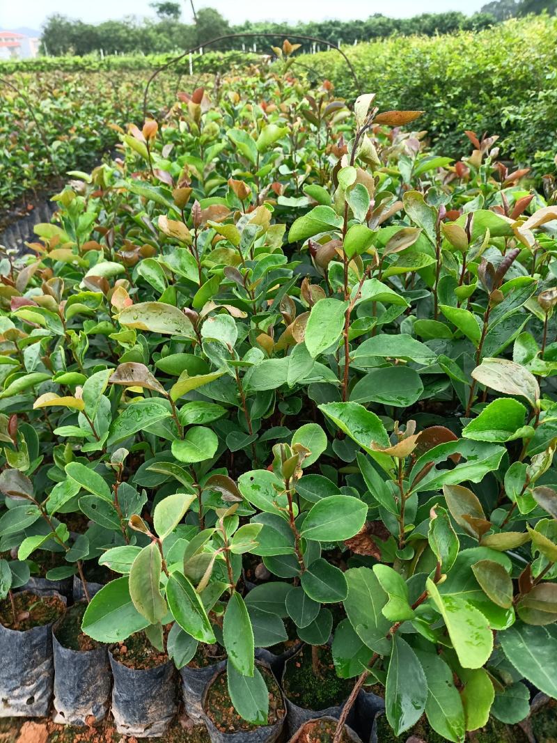 油茶籽树苗小袋种植苗木场
