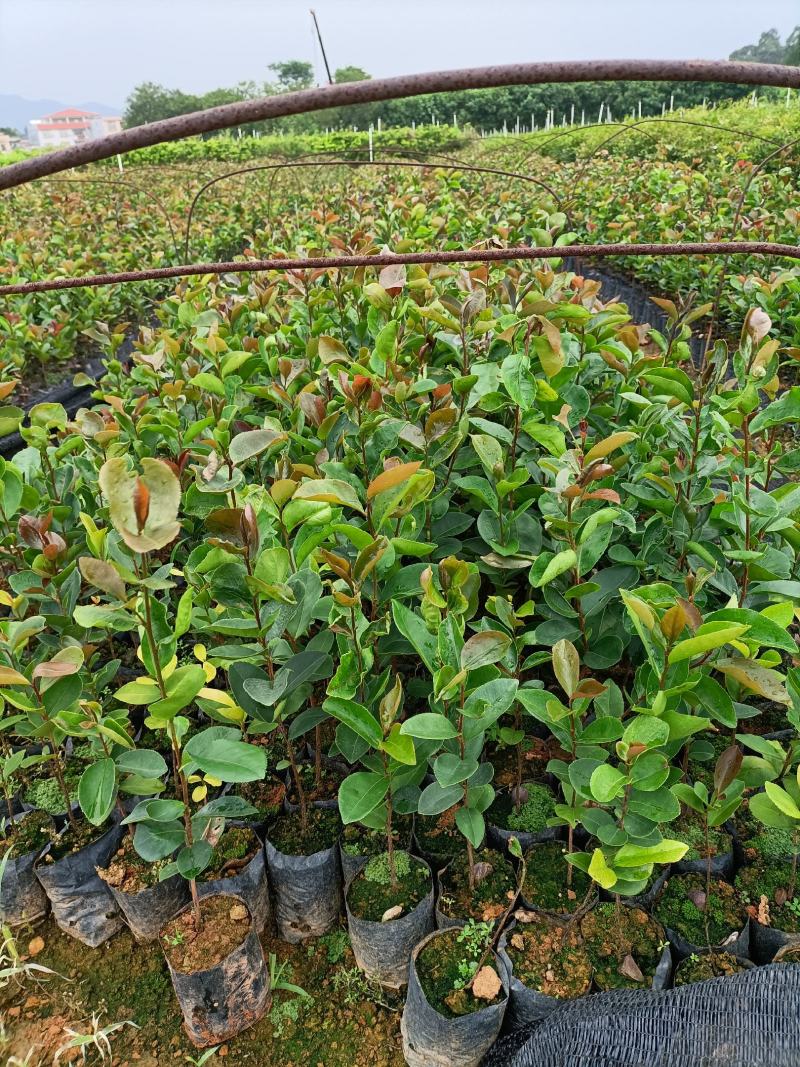 油茶籽树苗小袋种植苗木场