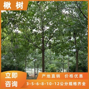 金丝楸树速生楸树3公分5公分8公分10公分12公分15公