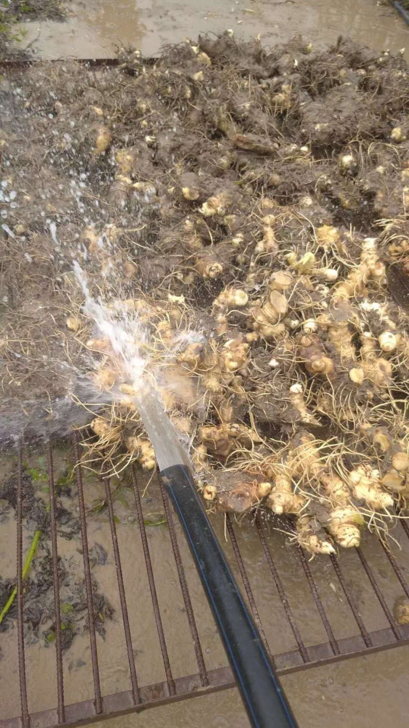 多花姜形甜黄精不倒苗黄精全国代发下单秒发