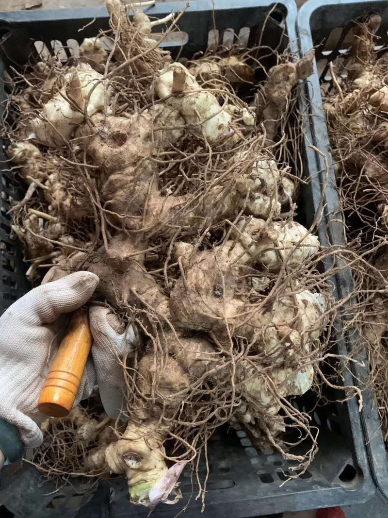 多花姜形甜黄精不倒苗黄精全国代发下单秒发