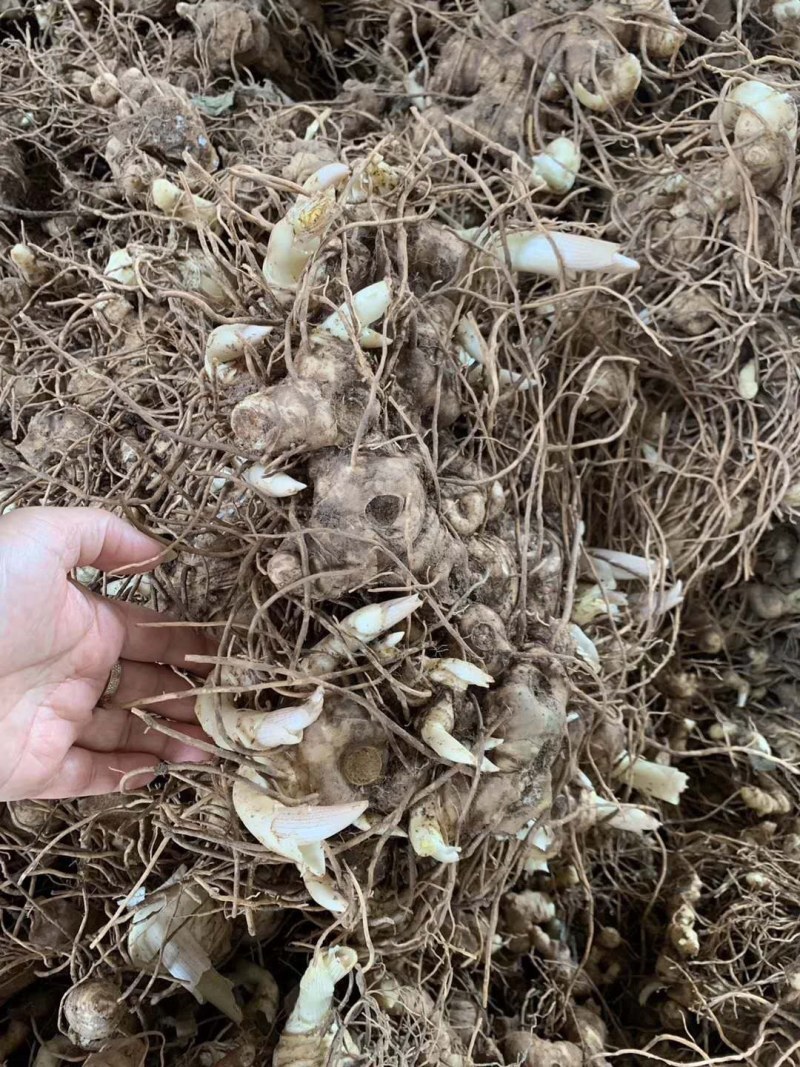 多花姜形甜黄精不倒苗黄精全国代发下单秒发