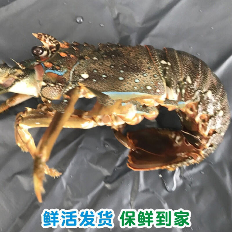 川渝包邮鲜活小青龙大青龙青龙虾古巴龙虾规格齐全