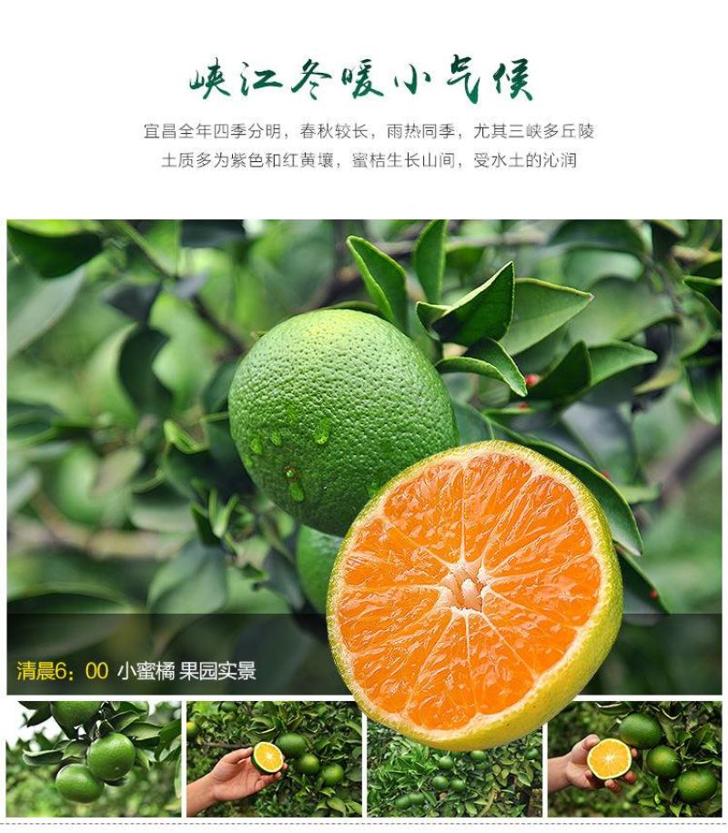 包邮蜜桔新鲜橘子薄皮孕妇水果柑橘早熟桔子批发多仓发货