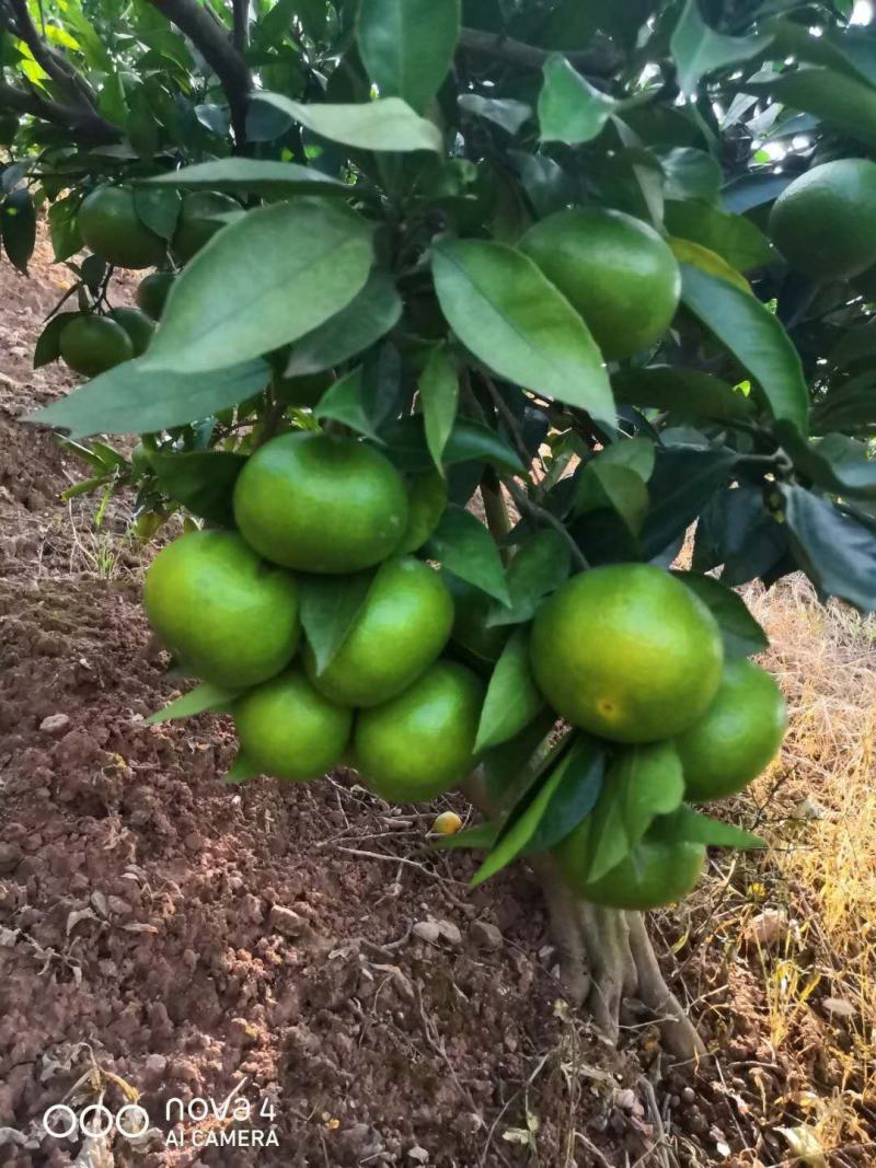 宜昌柑桔，特早蜜桔，清甜可口，一手货源，价格优惠
