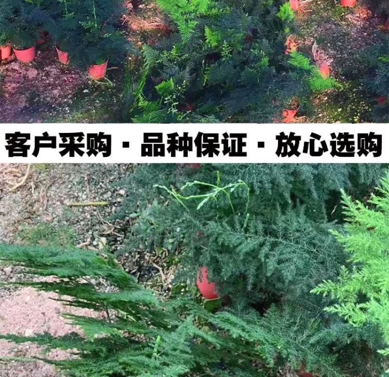 大文竹盆栽植物室内净化空气办公室绿植花卉盆栽四季常青