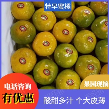 【热销】特早蜜橘湖北柑桔大量上市酸甜可口欢迎联系