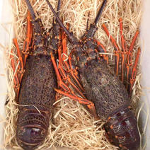 川渝鲜活澳洲红龙虾超大龙虾澳龙奥龙红龙规格齐全