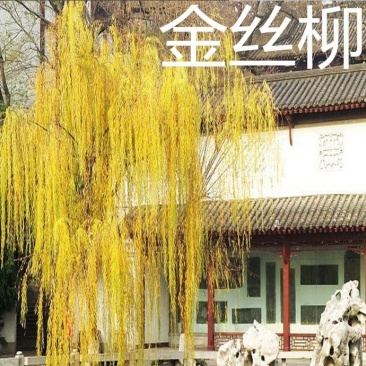 黄金柳金丝垂柳垂柳小苗柳树枝条垂杨柳树苗垂柳苗